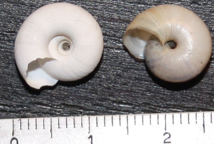 Monacha da identificare
